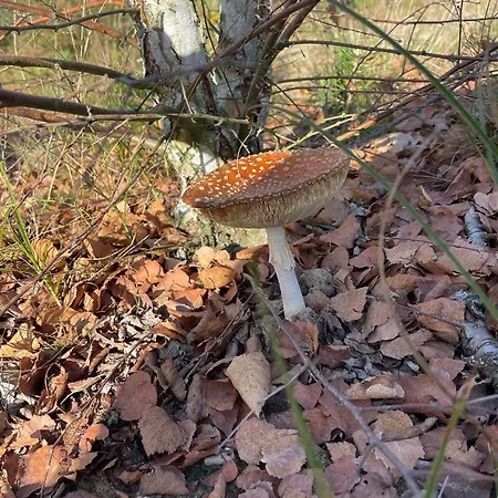 Im Ferienpark, Irrlandpark, Maasduenen, Naturerlebnis, Kinderfreundlich Wellerlooi