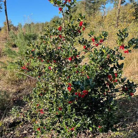 Im Ferienpark, Irrlandpark, Maasduenen, Naturerlebnis, Kinderfreundlich